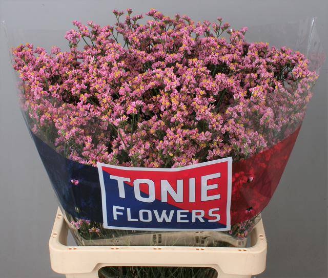 <h4>Limonium Anouchka Diamond Tonie</h4>