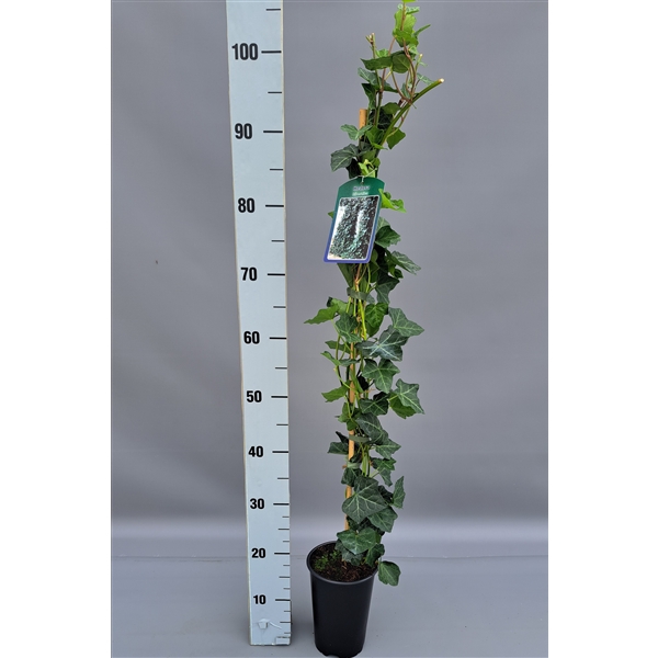 <h4>Hedera hibernica 90cm</h4>