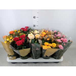 Rosa  'Kordana Grande'   ...mix