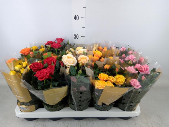 <h4>Rosa  'Kordana Grande'   ...mix</h4>