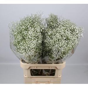 GYPS PA ZI DISCOVERY