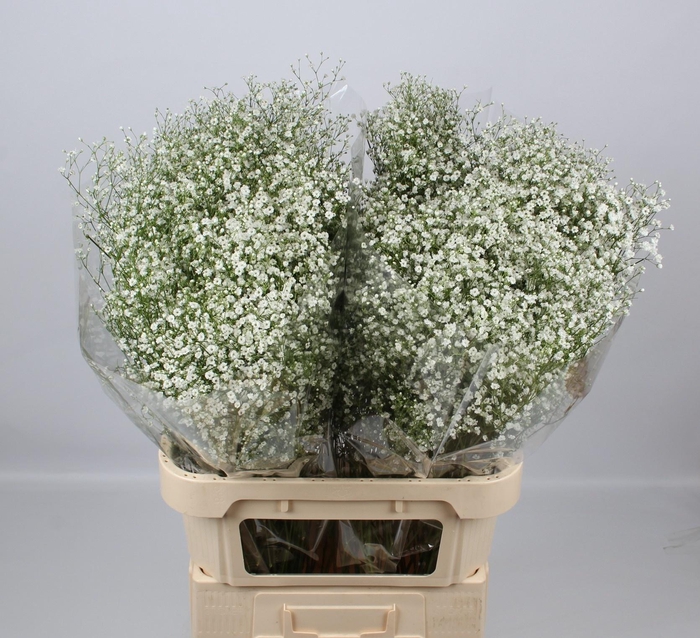 <h4>GYPS PA ZI DISCOVERY</h4>