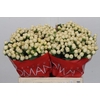Hypericum Cool Romance