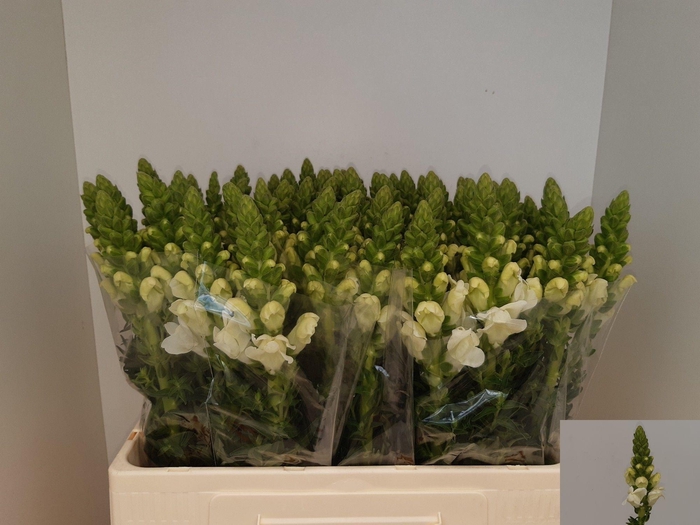<h4>Antir Antibes White</h4>