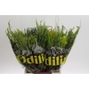 BQ Cape Greenmix