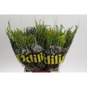 BQ Cape Greenmix