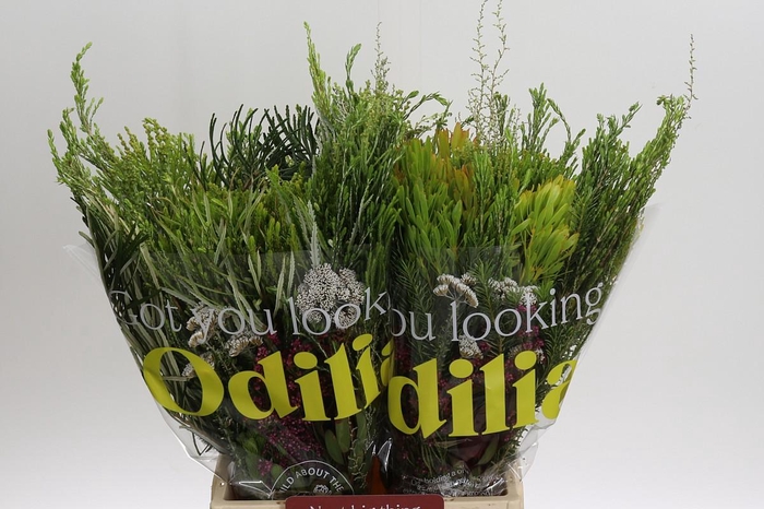 <h4>BQ Cape Greenmix</h4>
