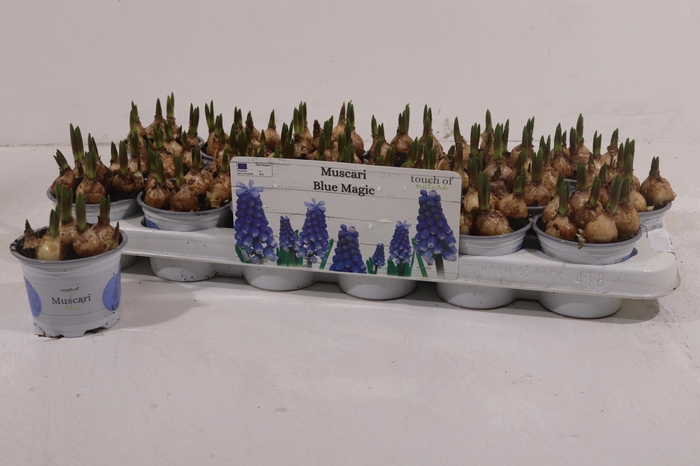 <h4>MUSCAR BLUE MAGIC</h4>
