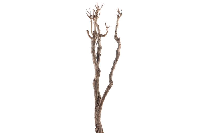 <h4>Syringa Branch Super Bizet</h4>