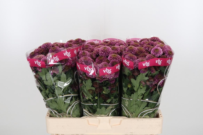 <h4>Chr San Aaa Doria</h4>