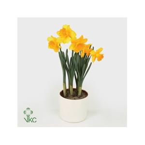 NARCIS G CARLTON