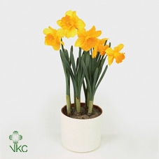 NARCISSUS CARLTON P9