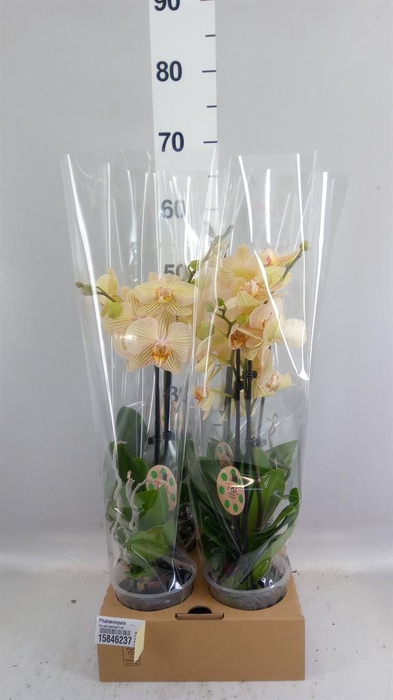<h4>Phalaenopsis   ...</h4>