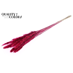 Fluffy Pampas 10pc/bunch Cerise