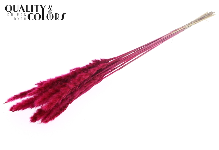<h4>Fluffy Pampas 10pc/bunch Cerise</h4>
