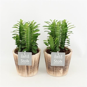 Trigona Groen in wood bruin