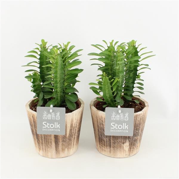 <h4>Trigona Groen in wood bruin</h4>