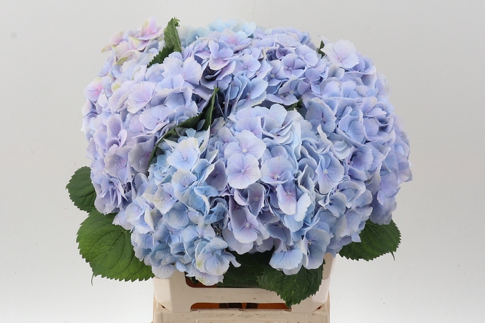 <h4>Hydr M Ch Verena Bl</h4>