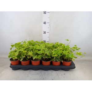 Hedera helix 'Goldchild'