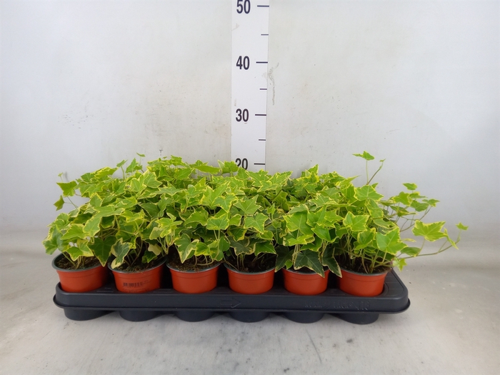 <h4>Hedera helix 'Goldchild'</h4>