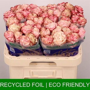 ROSA GR 'COUNTRYSPIRIT CANDY'