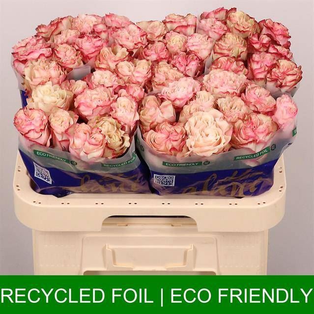 <h4>ROSA GR 'COUNTRYSPIRIT CANDY'</h4>