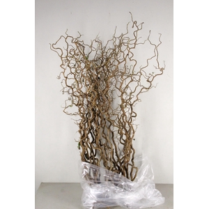 Corylus (2- Jarig)