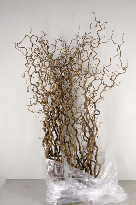 <h4>Corylus (2- Jarig)</h4>