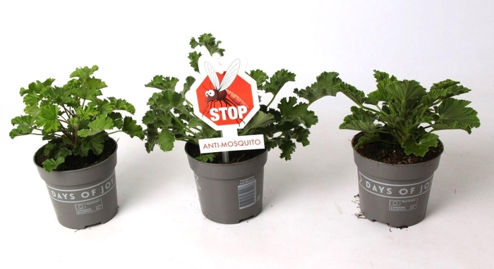 <h4>Pelargonium 'Anti-Mosquito' mix</h4>