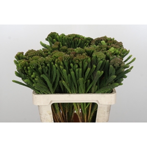 Kaaps Groen Albigreen