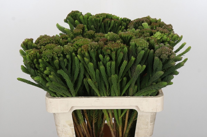 Kaaps Groen Albigreen