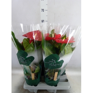 Anthurium andr. 'Nevada'