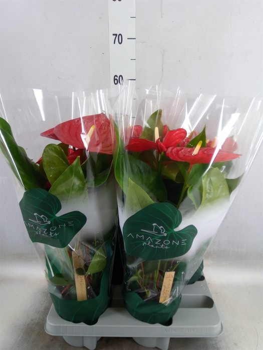 <h4>Anthurium andr. 'Nevada'</h4>