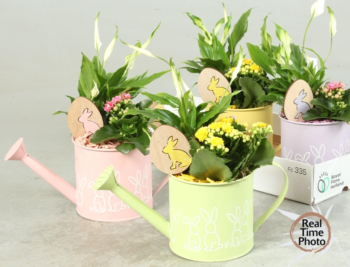 <h4>ARR KAMERPL</h4>