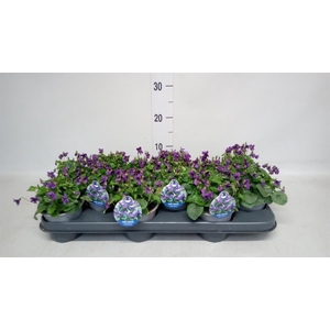 Viola odorata