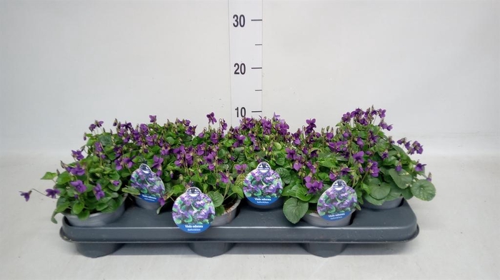 <h4>Viola odorata</h4>