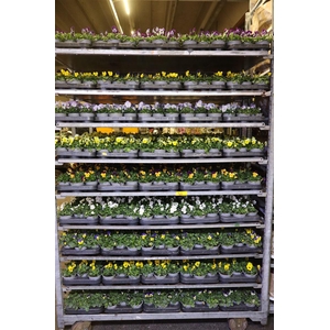 arr8 Vio Co Mixk 1 Kleur Per Tray