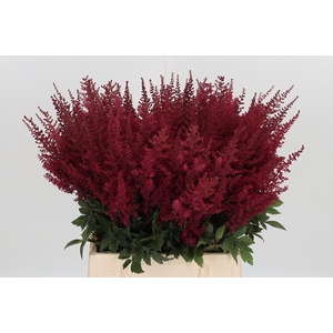 Astilbe Paul Gaarder