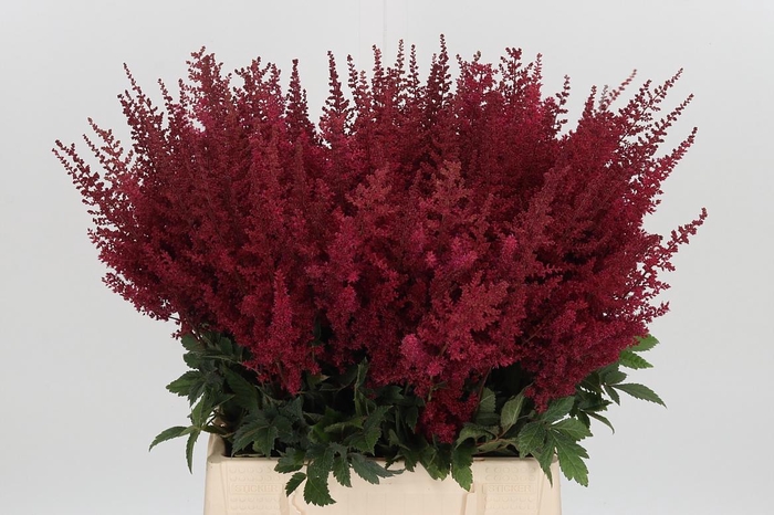 <h4>Astilbe Paul Gaarder</h4>