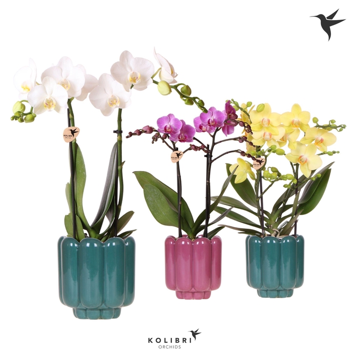 <h4>Kolibri Orchids Phalaenopsis mix 2 spike in Retro pot green mix</h4>