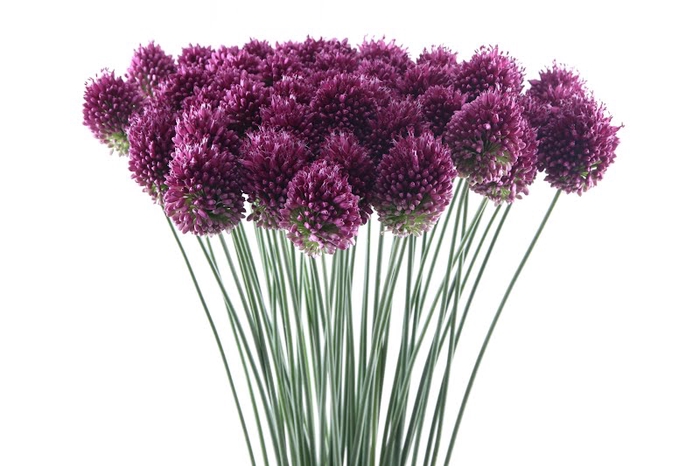 Allium Sphaerocephal