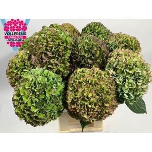 <h4>Hydr M Roy Pride Cl</h4>