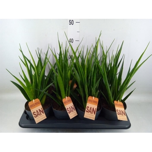 Sansevieria cyl.  ...