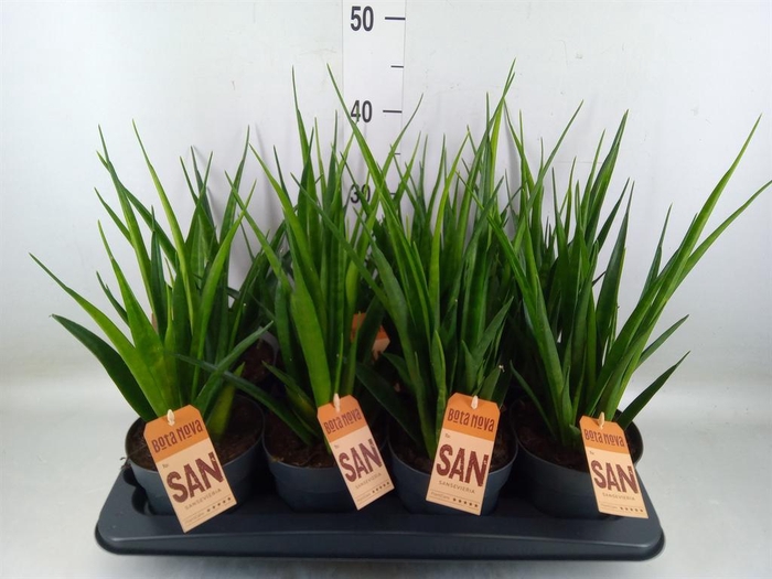 <h4>Sansevieria cyl.  ...</h4>