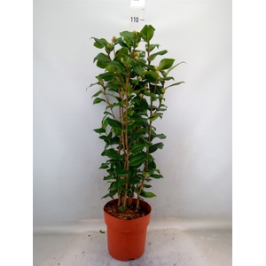 Camellia japonica 'Dr King'