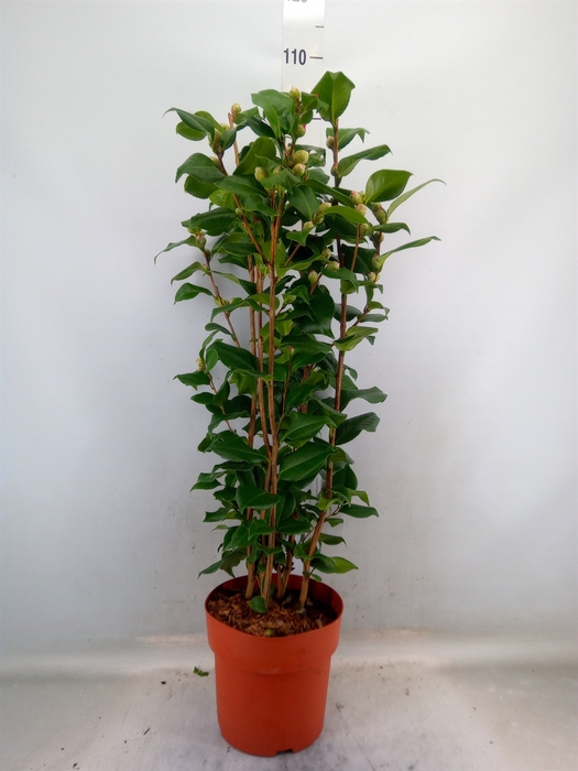 <h4>Camellia japonica 'Dr King'</h4>