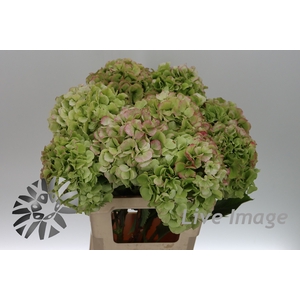 Hydrangea white verena classic