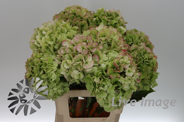 <h4>Hydrangea white verena classic</h4>