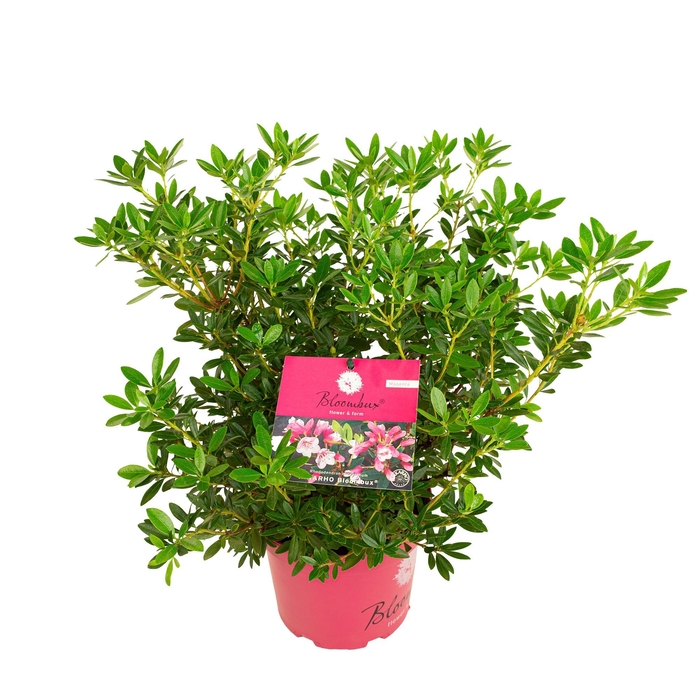 <h4>Rhododendron 'Bloombux' Magenta</h4>