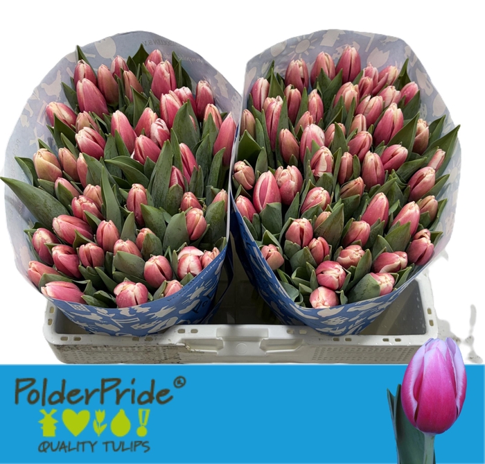 <h4>TU EN UNIVERSUM</h4>